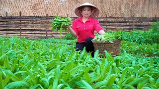 Harvest garden water spinach to bring to the market sell, grow sugarcane & cook on the farm