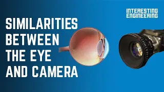 The similarities between the human eye and digital cameras