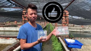 快樂魚場游(二)~水溝撈魚-10分鐘賺1000元!?  Taiwan fish Farming Trip