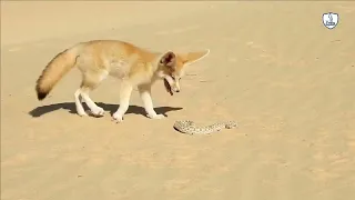 The agility and speed that the fox uses to prey on the snake/snake against the fox