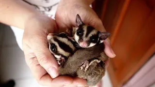 Sugar Glider Pet Cute 💖 Cute and Funny Sugar Glider Videos Compilation 💖 Funny Animals