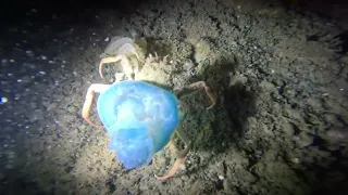 Blue Blubber Jellyfish in Cabadbaran City