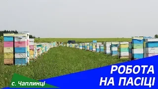 Робота на пасіці