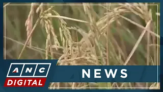 Agricultural damage due to El Niño in PH reaches P1.75-B | ANC