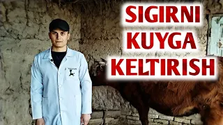 Sigirni vaqtida kuyga kelishi uchun nima qilish kerak | Veterinar maslaxati