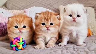 These three fluffy Antidepressants you need to take ASAP! 😻 Cute kittens