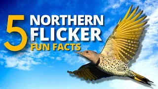 5 Interesting and Fun Facts About the Unusual Northern Flicker