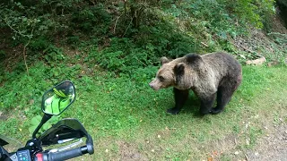 Transfogaras aljában egy fiatal medve, nem lettem a kajája, szerencsére.