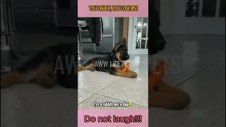 #51 You laugh, you lose| Funny cats and dogs 😂🐶 new funniest cute animals videos | Aww life pets