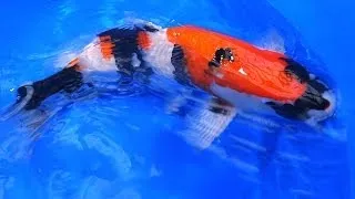 Quality Japanese Koi | Showa Varieties - Old Style vs New Style Koi - Part 3