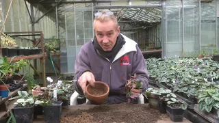 How to pot up your cyclamen from Stinky ditch nursery