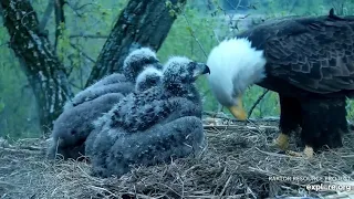 Decorah Eagles 5-4-20, 8:10 pm Epic feeding, huge bites