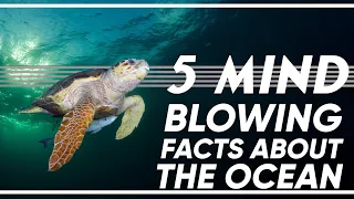5 Mind Blowing Facts About the Ocean
