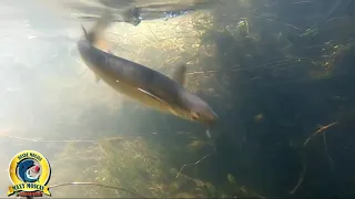 Pequeño GRAN Cardumen de PEJERREY Chileno | pesca de pejerrey chileno |