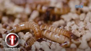 28-taong-gulang na superworm breeder, kilalanin! | I-Witness