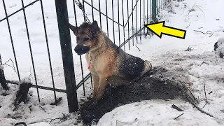 Овчарку привязали к забору, в надежде, что её заберут, но случилось…