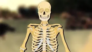 Menschliches Skelett - Trailer Schulfilm Biologie