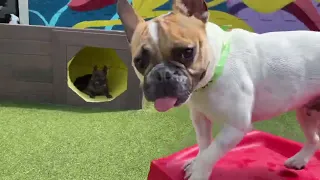 Wag Pack dogs enjoy the large yards during their daycare at Wag Atlanta.