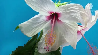 Flower Blooming Time Lapse | Beautiful Flowers | Beauty of Nature | Pretty Flower video