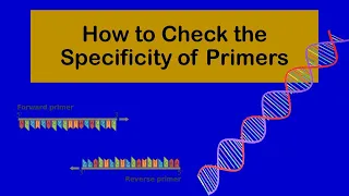 How to Check the Specificity of Primers Using Primer Blast NCBI