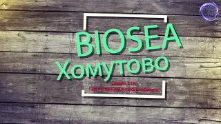 ПРЕМЬЕРА . BIOSEA В ХОМУТОВО. ИРКУТСКАЯ ОБЛАСТЬ.