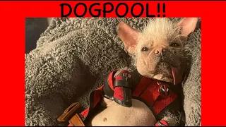 DOGPOOL! A Little About The Dog In DEADPOOL AND WOLVERINE movie Deadpool's Dog