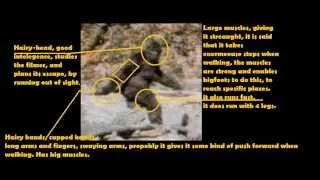 Bigfoot facts