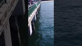 bedok jetty fishing