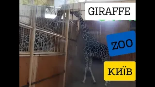 Закохані жирафи у Київському зоопарку 2021!