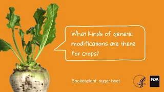 Agricultural Biotechnology: What Kinds of Genetic Modifications Are There For Crops?