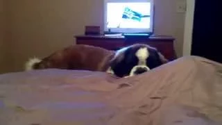 My St. Bernard getting into bed