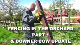 FENCING IN THE ORCHARD PART 1 & DOWNER COW UPDATE