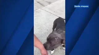 Firefighter mauled by pit bull after saving it from a fire in San Leandro