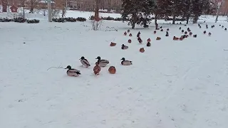 В Дубовой Роще голодные утки атакуют людей