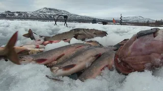 Плато Путорана. ИЮНЬ. Рыбалка подледная