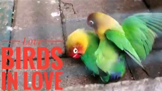 Love Birds in Love | Mating Ritual