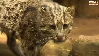 Виверровый кот (Кошка рыболов)