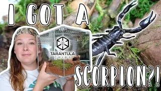 I GOT A SCORPION?! // Asian Forest Scorpion Tarantula Cribs Setup
