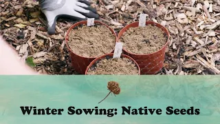 Winter Sowing: Native Seeds | Let's Grow Stuff