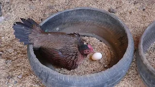 como hacer nido para gallinas ponedoras con llantas o neumáticos usados