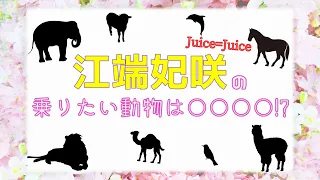 ハロプロメンバー乗りたい動物コンプリートへの道　第56回 Juice=Juice 江端妃咲編