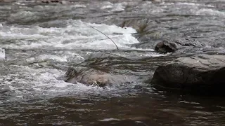 One Hour of a  Peaceful River