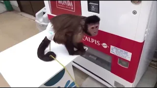 Смешные обезьяны Приколы про обезьян Funny monkeys 2018