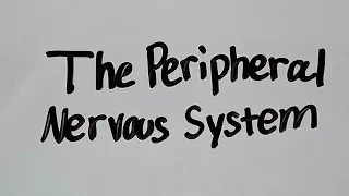 The Peripheral Nervous System