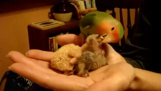 Pippin lovebird meets his 2 week old siblings for the 1st time and tries to feed one! - 4-8-10