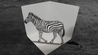 Drawing Awesome Zebra Illusion - 3D Trick Art - VamosART