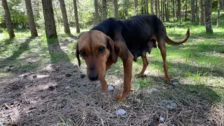 Cane Bellissimo in cerca di cibo