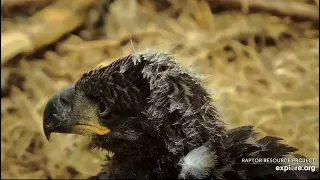 Decorah North Eagles 4-27-24 Cuddle closeups, enormous feet