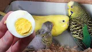 Feeding Budgie Parents