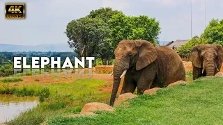 Wildlife: Elephants Animals Collection in HDR 60FPS ULTRA HD || The Most Beautiful Elephants